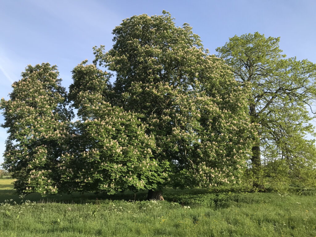 Horse Chestnut Trees in the middle of the field where proposed houses would be built