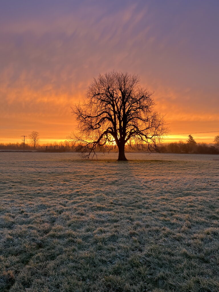 A lone tree in Longfurlong Green Field, silhouetted against a vibrant orange and purple sunrise.